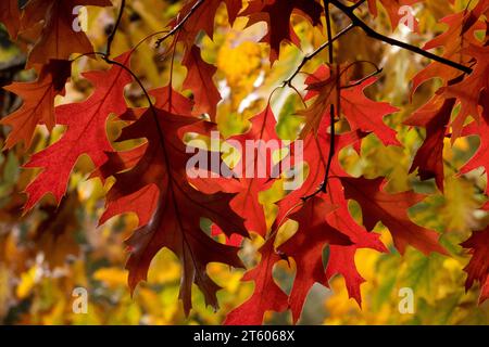 Herbst, Blätter, Scharlach Eiche Quercus coccinea Stockfoto