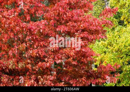 Scharlach-Eiche-Quercus coccinea-Laub Stockfoto