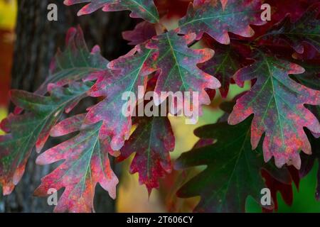 Grün, Rot, Blätter, Eiche weiß, Quercus alba, Herbst, Laub Stockfoto