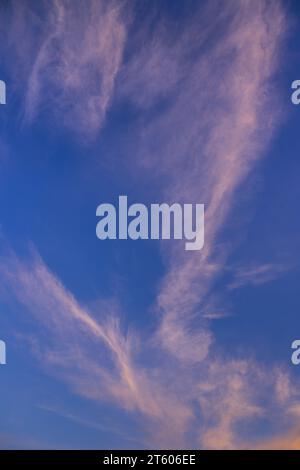 Abendliche Wolkenlandschaft. Weiße, hochrangige Zirruswolken mit rosafarbener Färbung vor blauem Himmel. Hochformat. Stockfoto