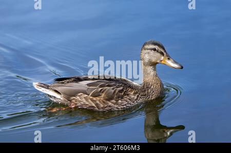 Stockenten (Anas platyrhynchos) schwimmen im blauen Wasser Stockfoto