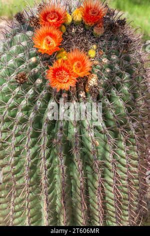 Arizona Barrel Cactus oder Candy Barrel Cactus, Ferocactus wislizeni, blüht in der Wüste. Stockfoto