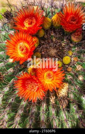 Arizona Barrel Cactus oder Candy Barrel Cactus, Ferocactus wislizeni, blüht in der Wüste. Stockfoto