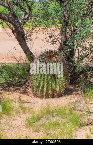 Arizona Barrel Cactus oder Candy Barrel Cactus, Ferocactus wislizeni, in der Wüste. Stockfoto