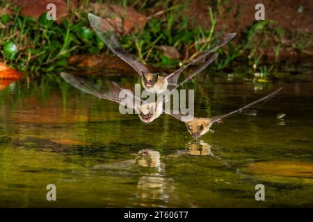 Drei Fledermäuse in der Nacht tauchen in den Teich, um ein Getränk Wasser zu bekommen. Stockfoto