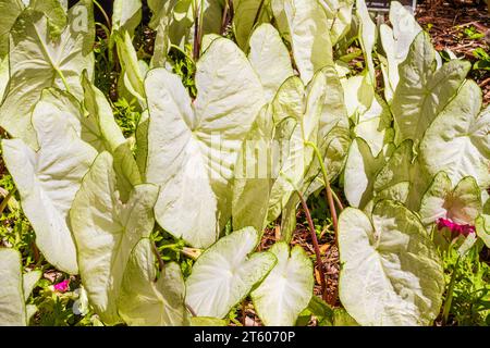 Caladium MOONLIGHT im Mercer Arboretum and Botanical Gardens, Spring, Texas. Stockfoto