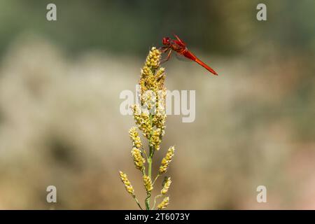 Libelle Flamme Skimmer, Libellula Saturata, thront Hirse-Werks in südwestlichen Wüste Stockfoto