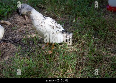 Jung Snowy ruft Enten im Gras. Hochwertige Fotos Stockfoto