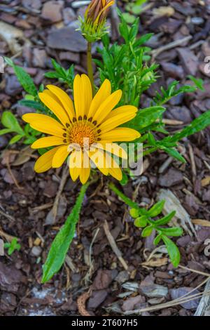 Gazinia „Daybreak Bright Yellow“, Gazania rigens, im Mercer Arboretum und Botanical Gardens im Frühling, Texas. Stockfoto