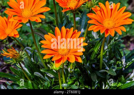 Gacinia 'Gazoo Clear Orange', Gazania rigens, im Mercer Arboretum und im Botanischen Garten in Spring, Texas. Stockfoto