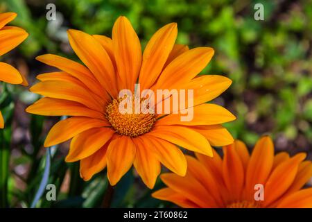 Gacinia 'Gazoo Clear Orange', Gazania rigens, im Mercer Arboretum und im Botanischen Garten in Spring, Texas. Stockfoto