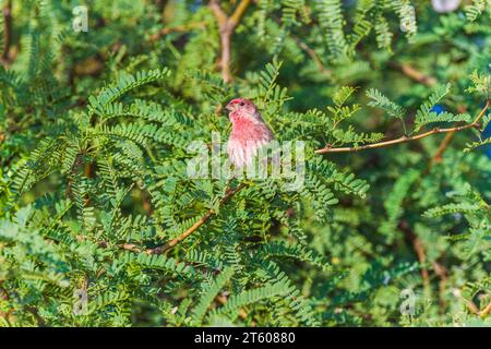 Haus Finch, Haemorhous mexicanus, in Arizona. Stockfoto