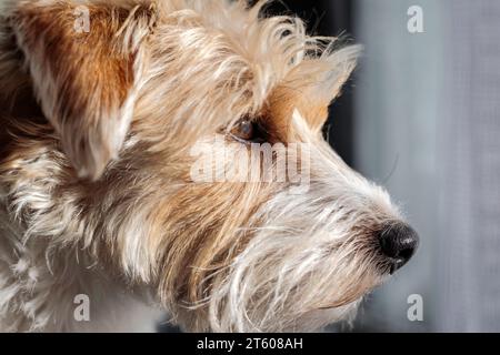 Jack Russel Terrier Arusha blickt aus dem Fenster in die Herbstsonne Stockfoto