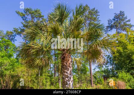 Maya-Palme, Sabal Guatemalensis, Mercer Arboretum und Botanical Gardens in Spring, Texas. Stockfoto