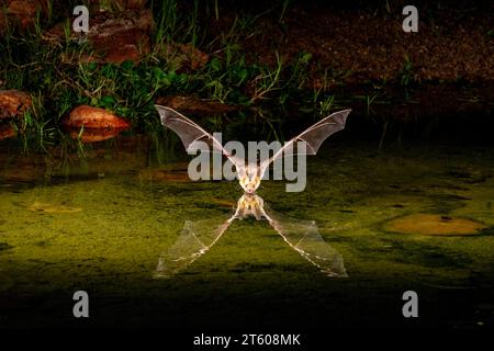 Bleiche Bat, Antrozous Pallidus, nachts Tauchen bis hin zum Teich, um einen Schluck Wasser zu bekommen. Stockfoto