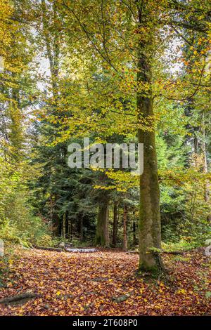 Vertikale Aufnahme einer herbstlichen Waldszene Stockfoto
