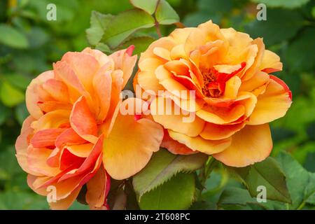 Alle American Rose grandiflora Rose ÜBER GESICHT im Tyler Municipal Rose Garden in Tyler, Texas. Stockfoto