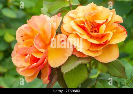 Alle American Rose grandiflora Rose ÜBER GESICHT im Tyler Municipal Rose Garden in Tyler, Texas. Stockfoto