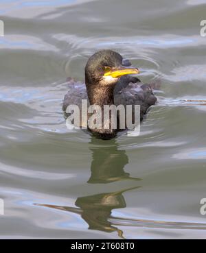 Der Greater Cormorant ist ein häufiger Küstenvogel in den Gewässern Großbritanniens. Sie werden auch oft an Land an Flüssen und Seen gesehen, die eine ordentliche Fischerei ermöglichen. Stockfoto