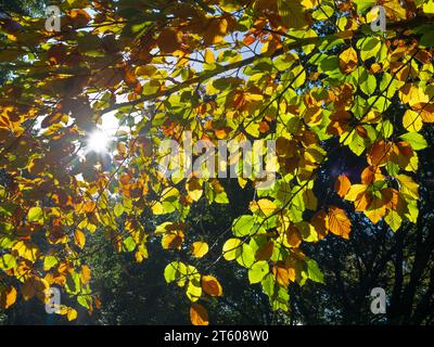 Buche Fagus Sylvatica Autumn Leaves Stockfoto