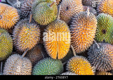Herrlich reife Durianfrucht, eine stinkende Frucht, eine spezifische Frucht aus Asien Stockfoto
