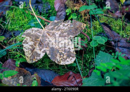 Wunderschönes herbstliches Blatt eines Bergahorn Stockfoto