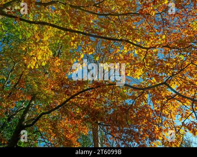 Rote Eiche Quercus Rubra mit Buchen im Norfolk Wald im Herbst Stockfoto