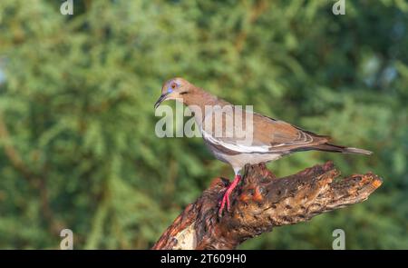 Weißgeflügelte Taube, Zenaida asiatica, in der Wüste von Arizona. Stockfoto