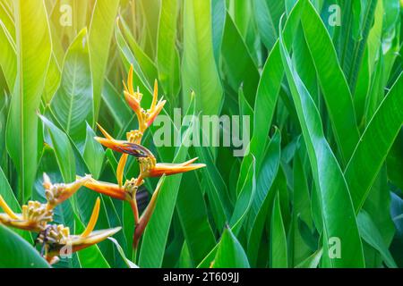 Ein Papageien Schnabel Heliiconia (heliconia psittacorum). Heliconia psittacorum oder Heliconia Golden Fackel oder False Bird of Paradise Flower. Wunderschönes exotisches t Stockfoto