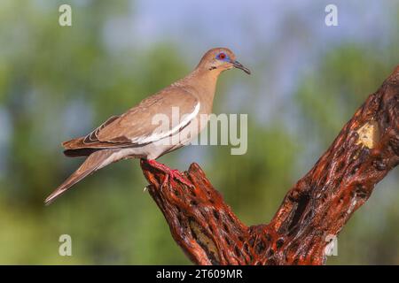 Weißgeflügelte Taube, Zenaida asiatica, in der Wüste von Arizona. Stockfoto