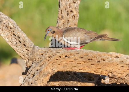 Weißgeflügelte Taube, Zenaida asiatica, in der Wüste von Arizona. Stockfoto