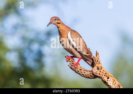 Weißgeflügelte Taube, Zenaida asiatica, in der Wüste von Arizona. Stockfoto