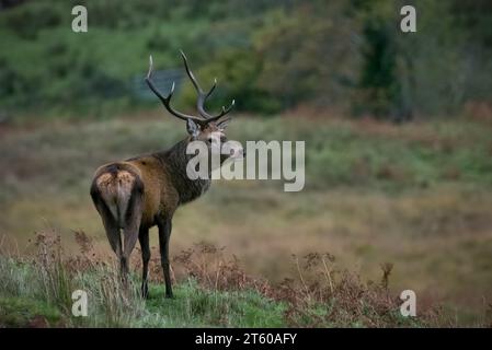 Rothirsch (Cervus elaphus) in Caim, Ardnamurchan, Schottland, Vereinigtes Königreich. Stockfoto