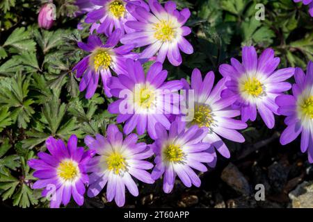 Frühling, Jahreszeit, Blumen, Lila, Blüte, Pflanzen, Anemone Blanda „Charmer“ Stockfoto