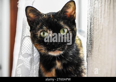 Nahaufnahme Porträt der bezaubernden braunen Hauskatze, neugierig in der Kamera. Selektiver Fokus, Vorderansicht Stockfoto
