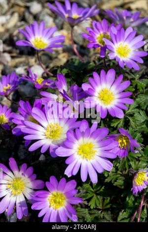 Griechische Windblume, Frühling, Garten, Blumen, Anemone Blanda, Winter-Windblumen-Bote des Frühlings Stockfoto