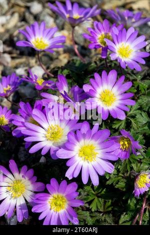 Griechische Windblume, Frühling, Garten, Blumen, Anemone Blanda, Winterwindblume Stockfoto