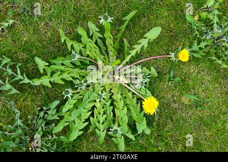 Garten Unkraut im Rasen Löwenzahn Taraxacum officinale Hardy Plant Löwenzahn Unkraut Rasen krautige Unkraut Garten Rasen April getuftete mehrjährige Pflanzen wachsen Stockfoto