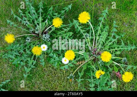 Rasen Unkräuter Pflanze Frühling Unkraut Garten Löwenzahn Pflanzen Taraxacum Garten Unkraut Im Rasen Garten Unkraut Blumen Hardy Pflanzen Löwenzahn Taraxacum Daisy Stockfoto