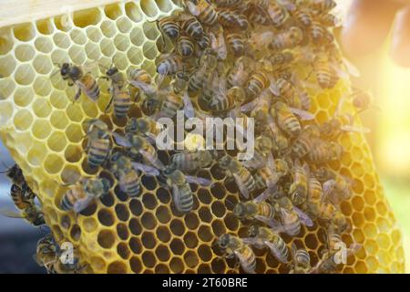 Ein Imker schaut auf einen Nestrahmen aus einem Kern - ein spezieller Bienenstock. Viele Bienen kriechen um den Rahmen herum. Landwirtschaftliches Konzept. Stockfoto