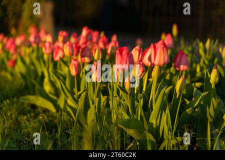 Rote Tulpen in einem Blumenbeet in einem Park im Sonnenschein. Nahaufnahme. Stockfoto