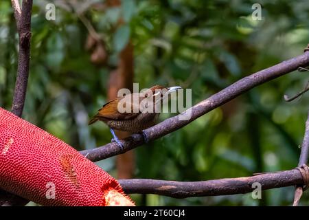 Weiblicher prächtiger Paradiesvogel in den Arfak Bergen in West Papua, Indonesien Stockfoto