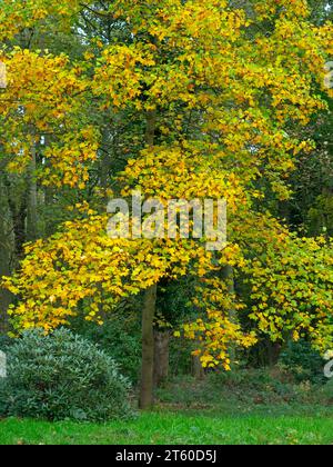 Tulpenbaum Liviodendron tulipifera Norfolk UK Anfang November Stockfoto