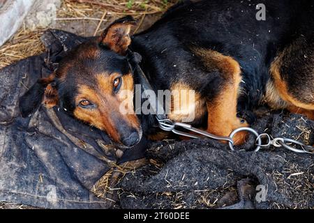 Ein kleiner Hund liegt auf dreckigen Lappen. Hund an einer Kette. Stockfoto