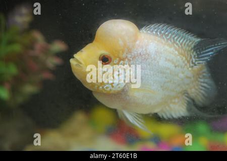 Vom Menschen gemachte Hybread Blumenhörnchen bunter Fische in Aquarienaktivitäten Stockfoto