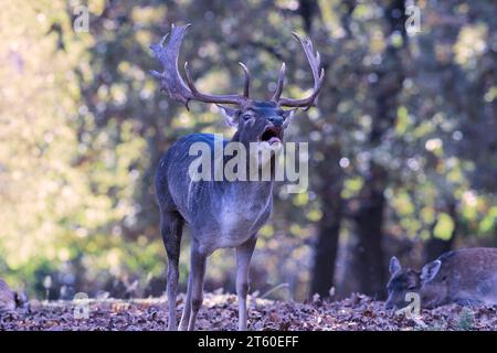 Damhirsche in der Paarungszeit (Dama dama); die Männchen brüllen in Lichtungen, wo sich Weibchen versammeln Stockfoto