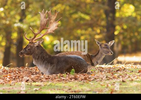 Damhirsch mit Hind (Dama dama) in einem wunderschönen Herbstwald Stockfoto