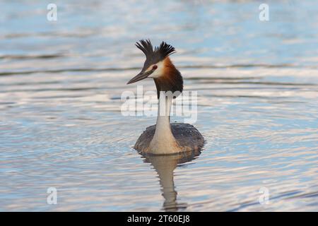 Großkäppchen schwimmen auf dem Teich, wilder Vogel in natürlicher Umgebung (Podiceps cristatus); volle Darstellung männlicher Vögel in der Paarungszeit Stockfoto