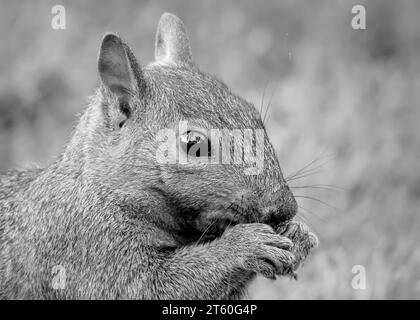 Ein Schwarzweiß-Nahfoto eines grauen Eichhörnchens (Sciurus carolinensis), das sich im Norden von Minnesota, USA, von etwas Gutes ernährt Stockfoto