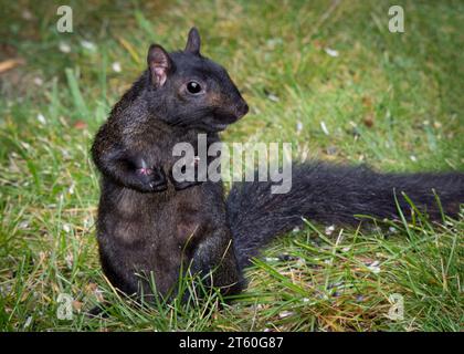 Niedliche säugende Schwarze Eichhörnchen (Sciurus carolinensis) Mutter, die auf Hinterbeinen im grünen Gras von Minnesota, USA, steht Stockfoto